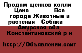 Продам щенков колли › Цена ­ 15 000 - Все города Животные и растения » Собаки   . Амурская обл.,Константиновский р-н